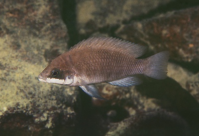 Neolamprologus mustax 'Cape Kachese'